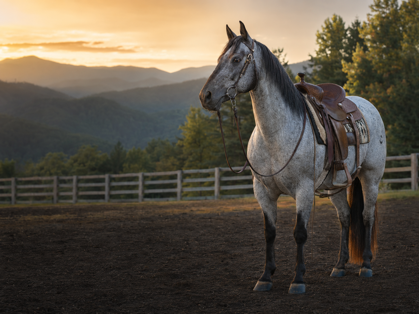 Test horse 1